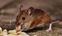 Find Exterminators in Fresno County